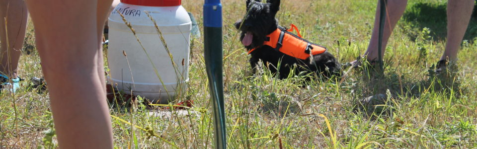 perro-canoa-sella-